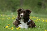 BORDER COLLIE 1005